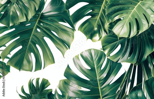Lush Green Monstera Leaves Against White Background