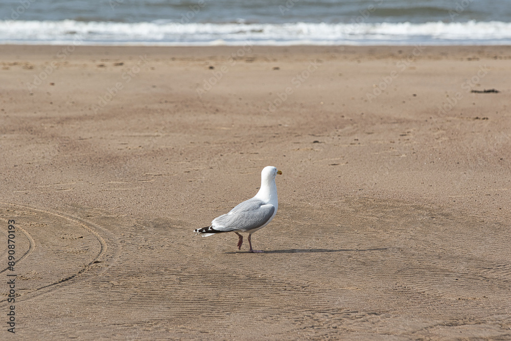 Fototapeta premium Seagull on a Sandy Beach