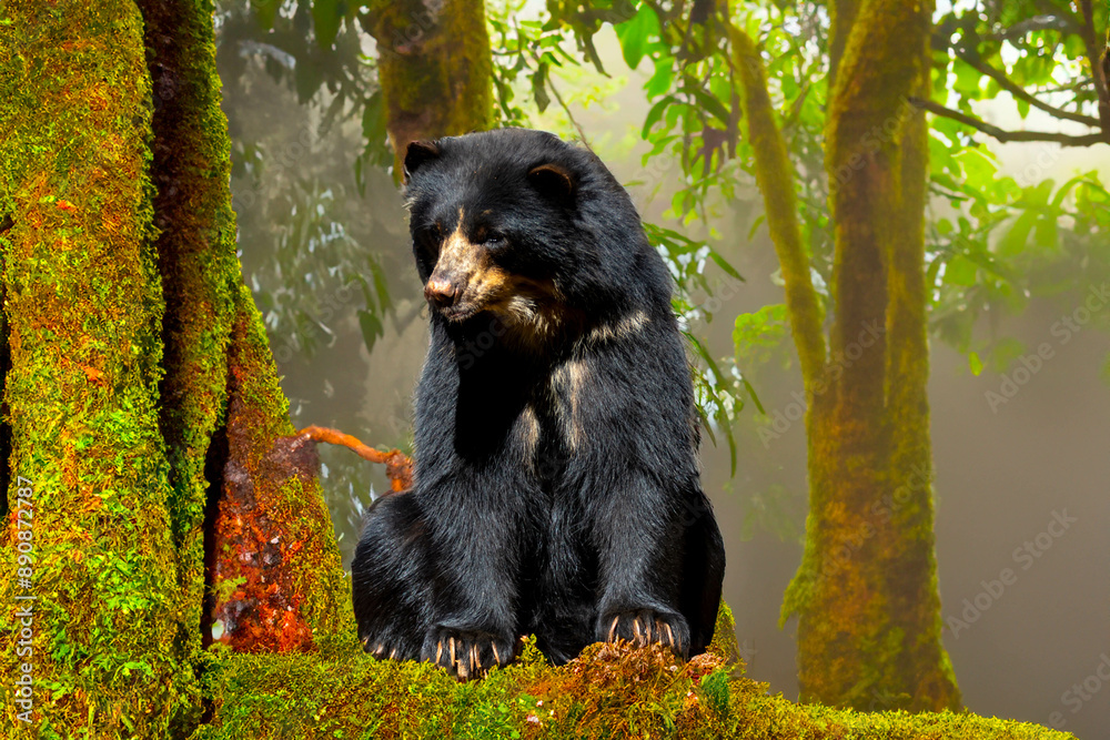 Very rare South American Spectacled Bear Sitting Relaxing in Humid Tropical Forest Very rare South American Spectacled Bear Sitting Relaxing in Humid Tropical Forest