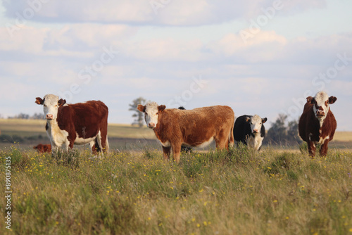 bovinos de producao leiteira nas pradarias uruguayas, para exportacao
