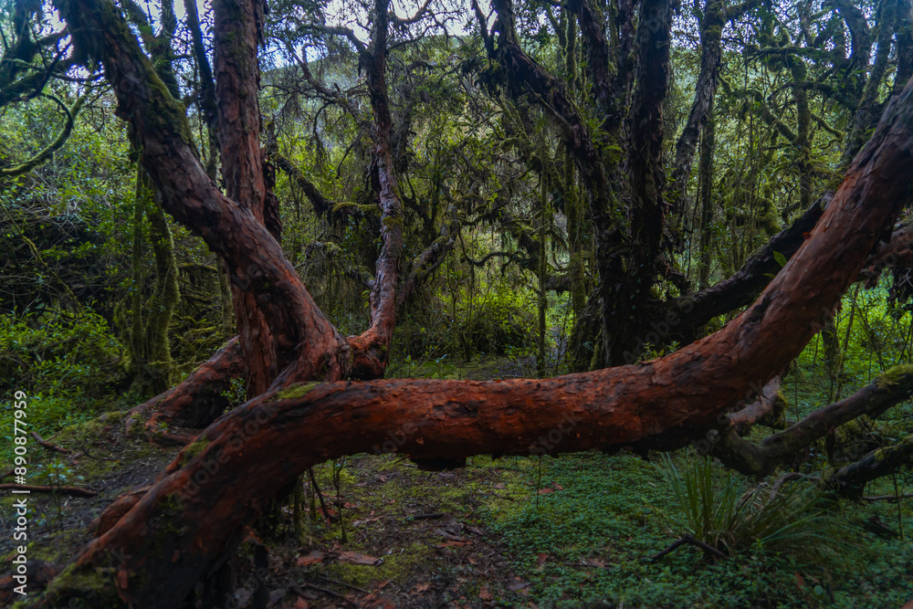 Magical polylepis forest, trails in the middle of ancient trees Magical polylepis forest, trails in the middle of ancient trees