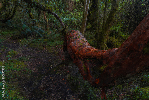 Magical polylepis forest, trails in the middle of ancient trees photo