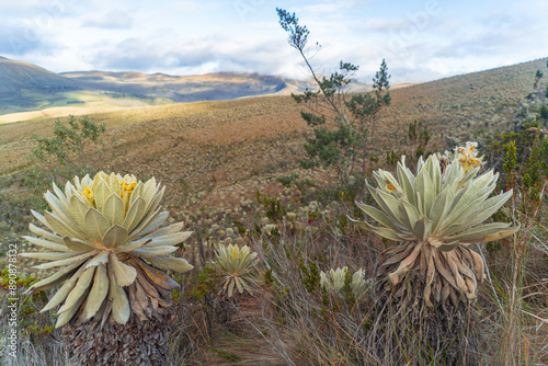 Frailejones forest in the mountains of Ecuador