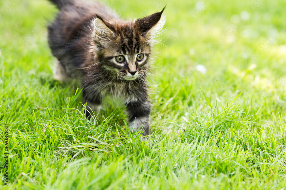 Black-tabby Maine Coon Kätzchen im Garten Black-tabby Maine Coon Kätzchen im Garten