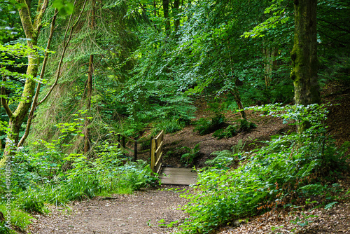 Tableau sur toile Woodland path snaking through the Rumbling Bridge Gorge