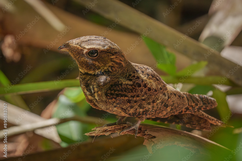 Obraz premium Chuck-will's-widow perched on a palm frond