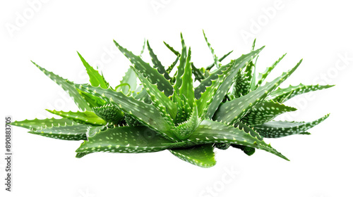 Aloe vera isolated transparent background