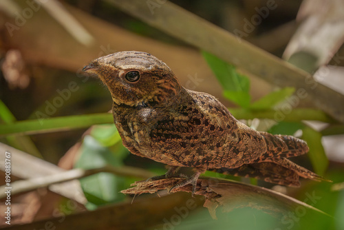 Fotografie Chuck-will's-widow perched on a palm frond