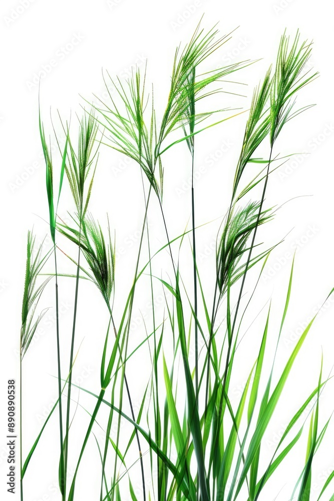 Naklejka premium A detailed view of lush green blades against a plain white background, suitable for designs and layouts