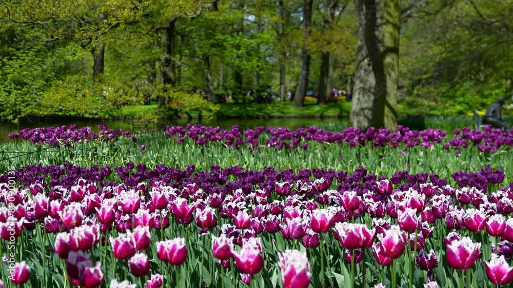 Overview of Keukenhof Park Nederlands Overview of Keukenhof Park Nederlands