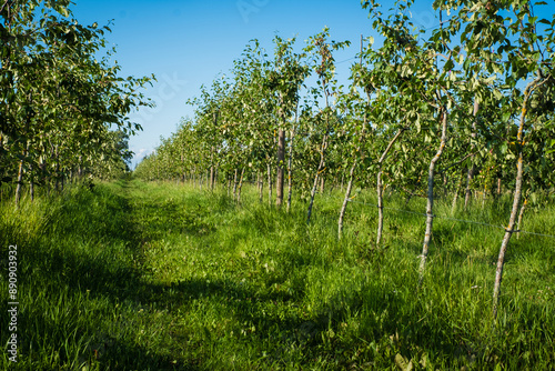 Long rows of green apple trees growing in a farm garden. Cyder or juice natural production. Organic apple plantation in Europe.