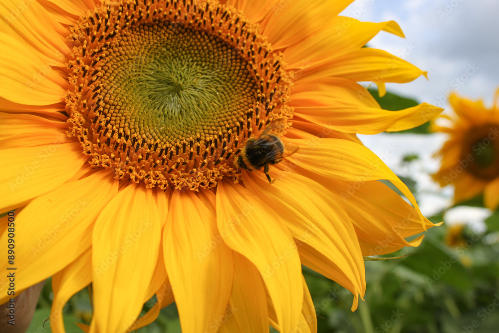 Obraz na plátně Closeup shot of a honeybee collecting nectar from a vibrant sunflower in a field