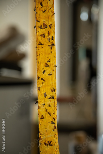 Sticky flies on fly traps.