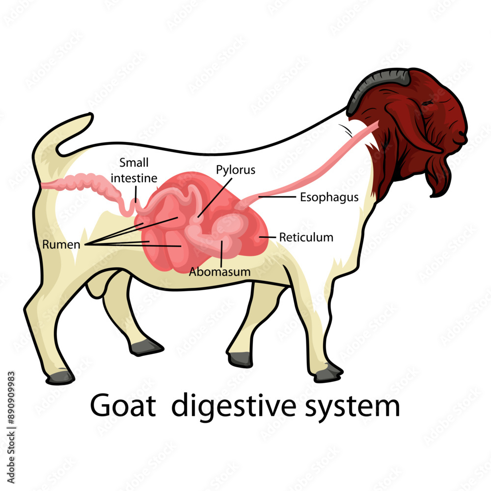 Fotografia Boer Goat Digestive system vector illustration