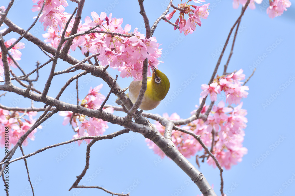 長徳寺のおかめ桜とメジロ 長徳寺のおかめ桜とメジロ