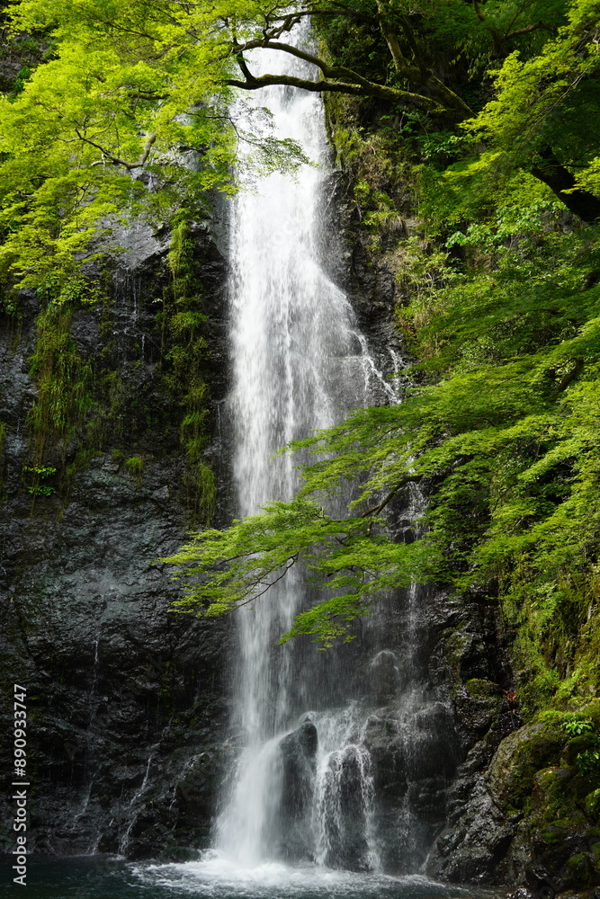 Obraz premium waterfall in Minoo park Osaka