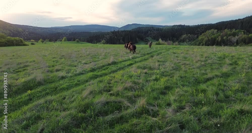 Aerial view captures a herd of horses and two playful foals amidst a scenic landscape of rolling hills, joyfully running across a meadow at sunset, with their flowing manes dancing in the wind Aerial view captures a herd of horses and two playful foals amidst a scenic landscape of rolling hills, joyfully running across a meadow at sunset, with their flowing manes dancing in the wind