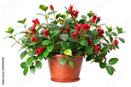 Vibrant Red Lipstick Plant (Aeschynanthus radicans) in Terracotta Pot. A Houseplant for Indoor Gardening Enthusiasts photo