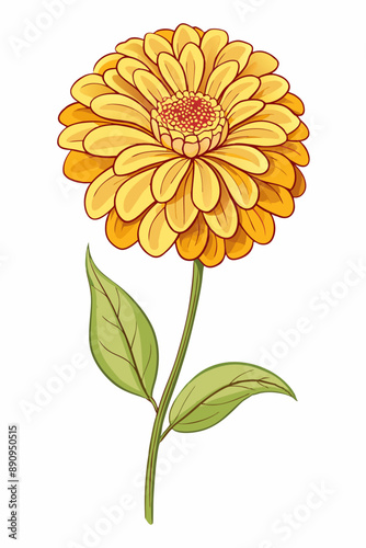 beautiful colorful illustration of zinnia flower