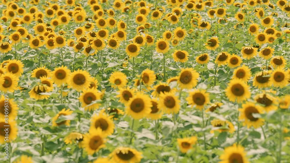 Dramatic view of yellow sunflowers swaying in wind in summer, Flower or nature, Nobody, 4K slow motion Dramatic view of yellow sunflowers swaying in wind in summer, Flower or nature, Nobody, 4K slow motion