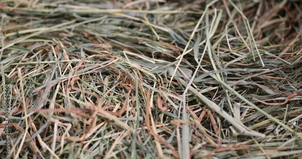 dry grass hay for animal feeding, Dehydrated Dried Grass for hay production in agriculture dry grass hay for animal feeding, Dehydrated Dried Grass for hay production in agriculture