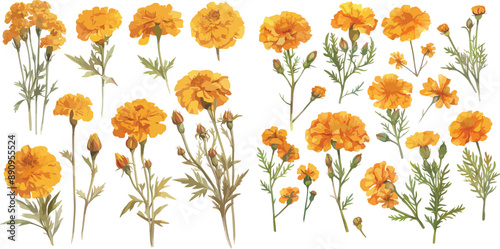 marigold watercolor clipart