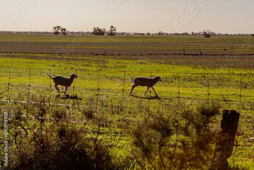 Swan Hill and soround rural Victoria, Australia photo