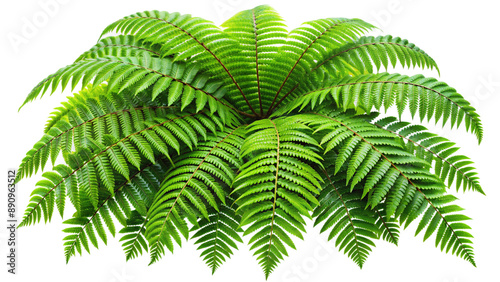 Wallpaper Mural Vibrant Green Fern. Lush Tropical Foliage Isolated on White Torontodigital.ca