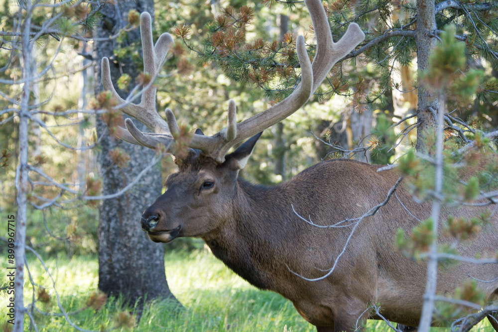 Obraz premium Bull elk walking through the forest