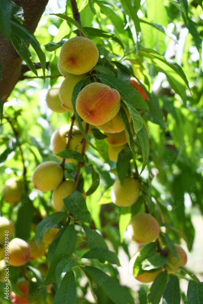 Fresh young unripe Peach fruits on a tree branch with leaves closeup, A bunch of unripe Peaches on a branch, beautiful delicious fruit peaches on the tree, peach fruits grow on a peach tree branch Fresh young unripe Peach fruits on a tree branch with leaves closeup, A bunch of unripe Peaches on a branch, beautiful delicious fruit peaches on the tree, peach fruits grow on a peach tree branch