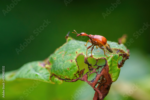 Giraffe Weevil Beetle insects on the leaf in real nature in Thailand photo