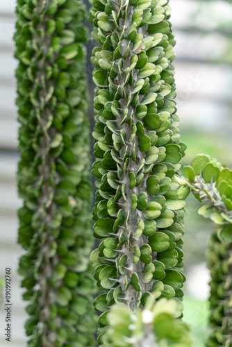 Alluaudia montagnacii exposed to the sun is working hard to grow vigorously and healthily. Alluaudia montagnacii is a deciduous semi-succulent shrub with a plant height of up to 12m. Native to Madagas photo