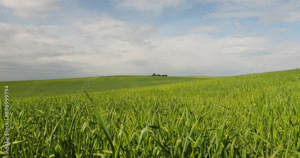 beautiful green wheat sprouts in sunny weather, a field with green wheat against a blue sky with clouds beautiful green wheat sprouts in sunny weather, a field with green wheat against a blue sky with clouds
