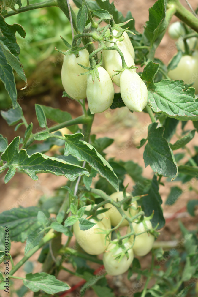 green unripe Tomato, Green tomatoes plantation. Organic farming, young unripe tomato plant growth in greenhouse, Fresh green unripe tomatoes growing in the garden, Vegetable plantation with tomatoes