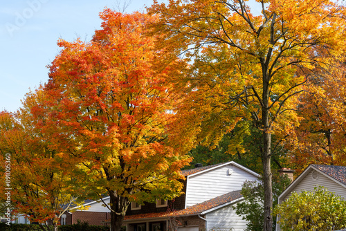 Saint-Bruno-de-Montarville residential area, maples turn red in autumn. Saint-Bruno-de-Montarville, Quebec, Canada. photo