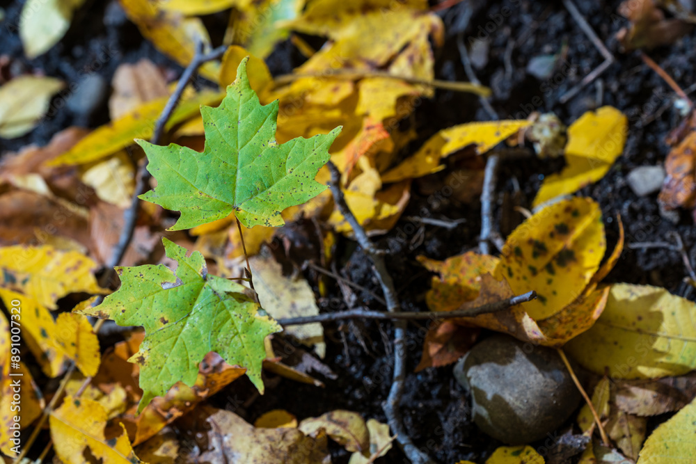 Fallen autumn leaves on the ground in the forest. Autumn background. Fallen autumn leaves on the ground in the forest. Autumn background.
