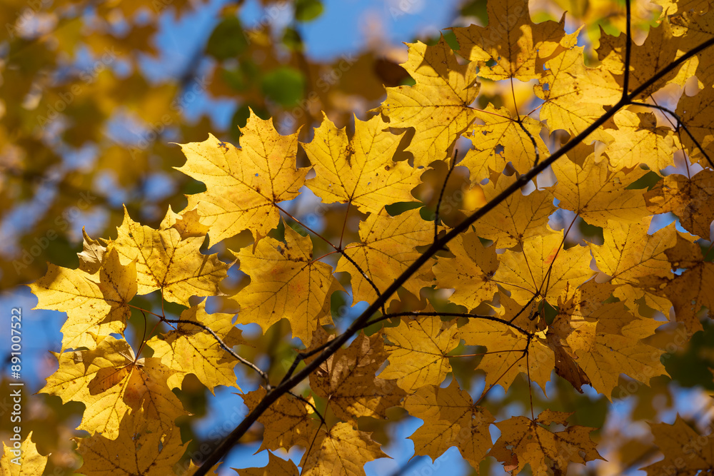 Yellow, orange and red autumn leaves on a tree branch in the autumn forest. Natural background, shallow depth of field. Yellow, orange and red autumn leaves on a tree branch in the autumn forest. Natural background, shallow depth of field.