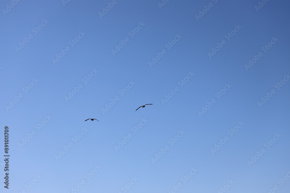 two birds gliding overhead in a clear blue sky two birds gliding overhead in a clear blue sky