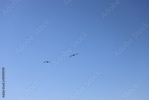 two birds gliding overhead in a clear blue sky