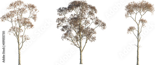 Fototapeta Naklejka Na Ścianę i Meble -  Triadica sebifera tree 4k png cutout