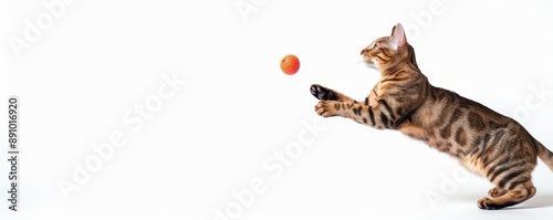 A Singapura cat jumping to catch a toy, cartoon style, bright and lively, isolated on white background