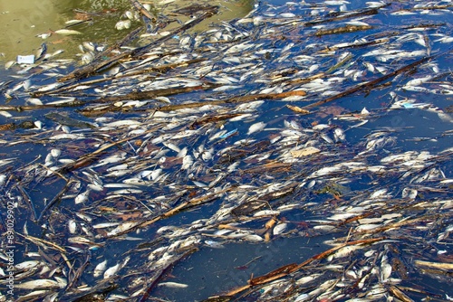 Fotografi Dead fish