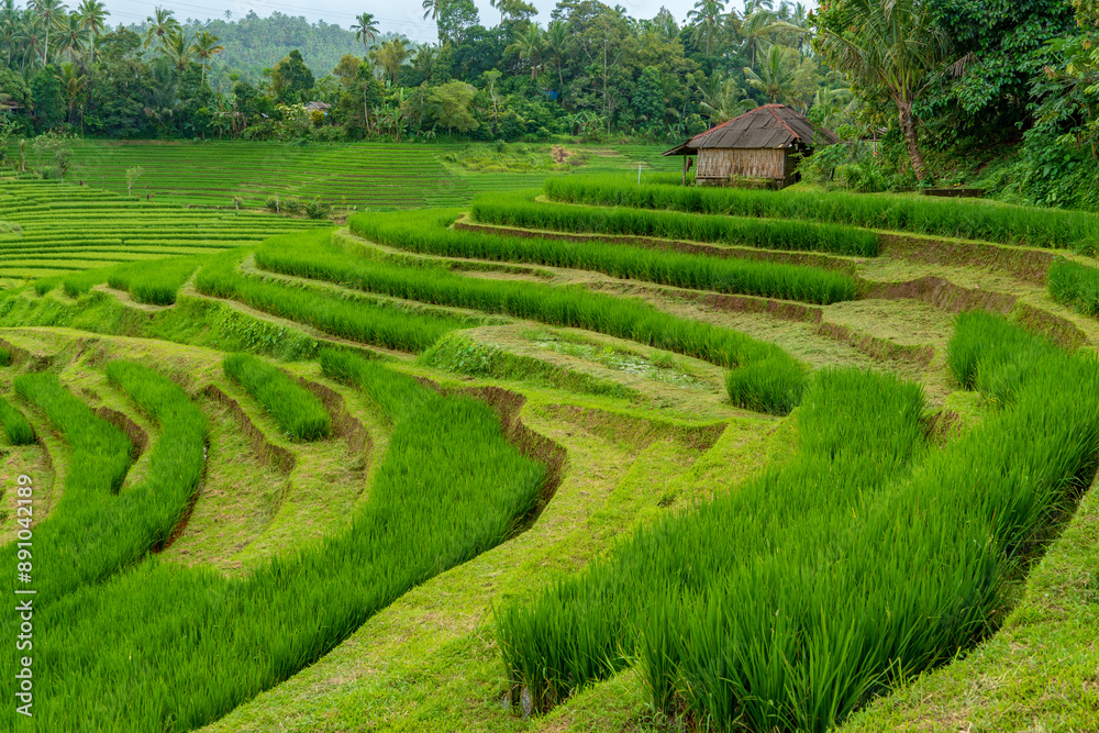 Beautiful green and yellow rice terraces in Pupuan Bali Indonesia Beautiful green and yellow rice terraces in Pupuan Bali Indonesia