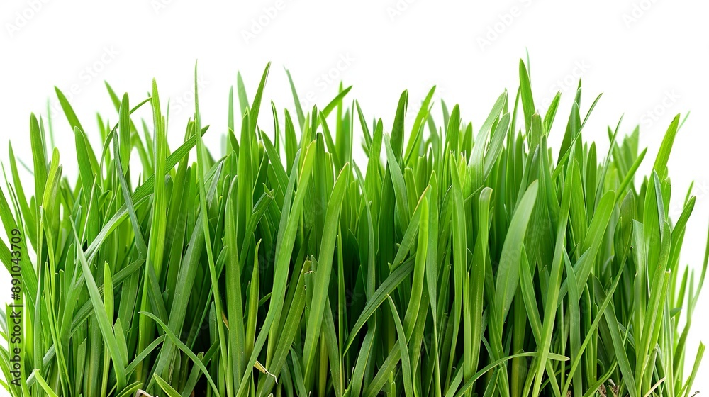 Fresh green grass isolated against on a white background.