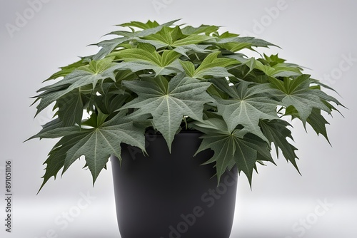  Fatsia japonica plant in pot plain background, AI Generated photo