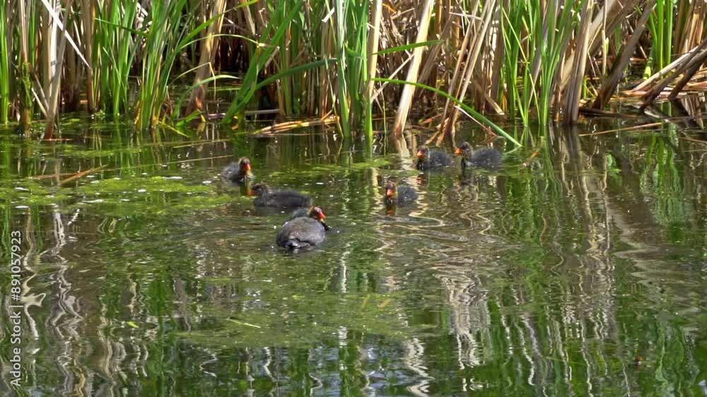 A mesmerizing slow-motion video series capturing the life of American Coot families on a picturesque Canadian lake during the summer season A mesmerizing slow-motion video series capturing the life of American Coot families on a picturesque Canadian lake during the summer season