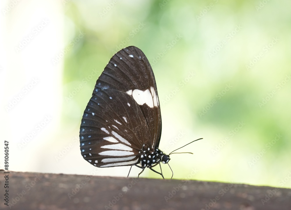 Obraz premium Many species of butterflies, many colors Strangely beautiful in Pasida National Park Sa Kaeo Province, Thailand, taken on 29 June 2024.