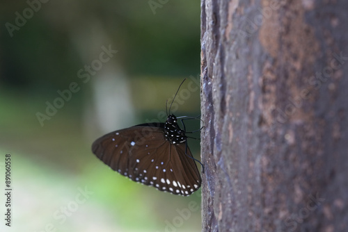 Many species of butterflies, many colors Strangely beautiful in Pasida National Park Sa Kaeo Province, Thailand, taken on 29 June 2024. photo