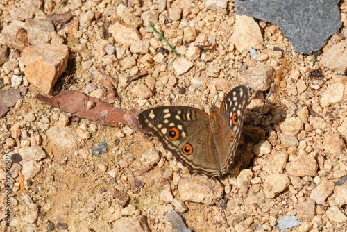 Many species of butterflies, many colors Strangely beautiful in Pasida National Park Sa Kaeo Province, Thailand, taken on 29 June 2024. photo