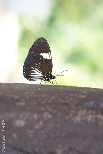 Many species of butterflies, many colors Strangely beautiful in Pasida National Park Sa Kaeo Province, Thailand, taken on 29 June 2024. photo